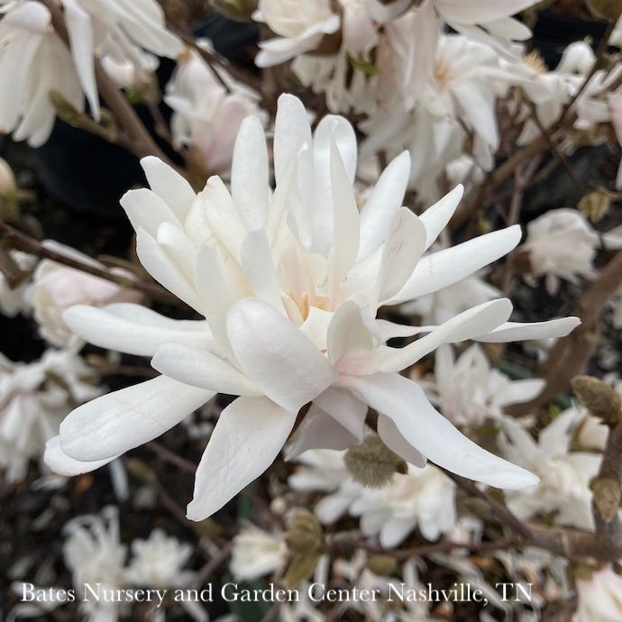 #3 Magnolia stellata Royal Star/ Deciduous White