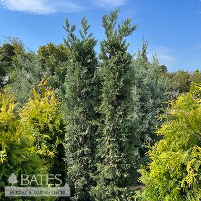 Wider Columnar Trees