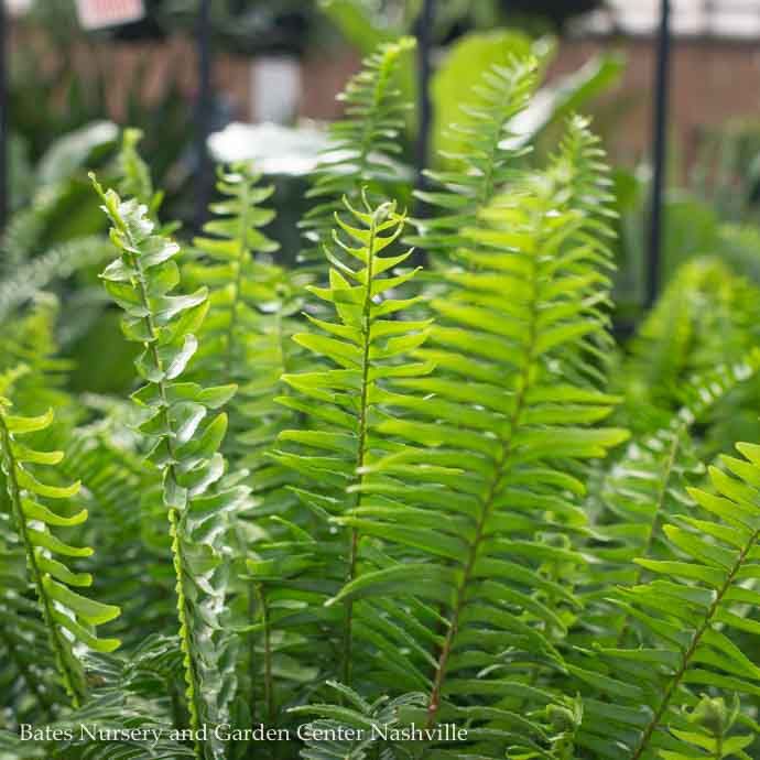 #1/6p Fern Kimberly Queen /Tropical