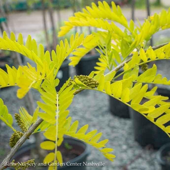 #15 Gleditsia tri var inermis Sunburst/ Thornless Honey Locust Native (TN)