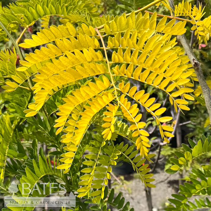 #15 Gleditsia tri var inermis Sunburst/ Thornless Honey Locust Native (TN)