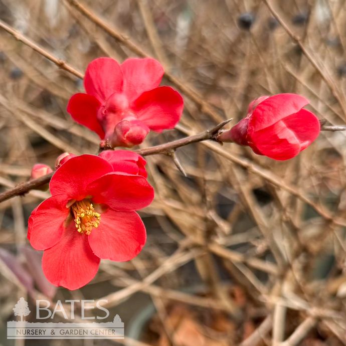 #2 Chaenomeles speciosa Spitfire/ Red Flowering Quince