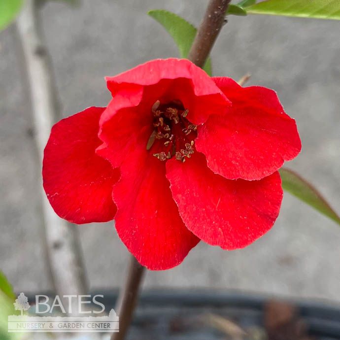 #2 Chaenomeles speciosa Spitfire/ Red Flowering Quince