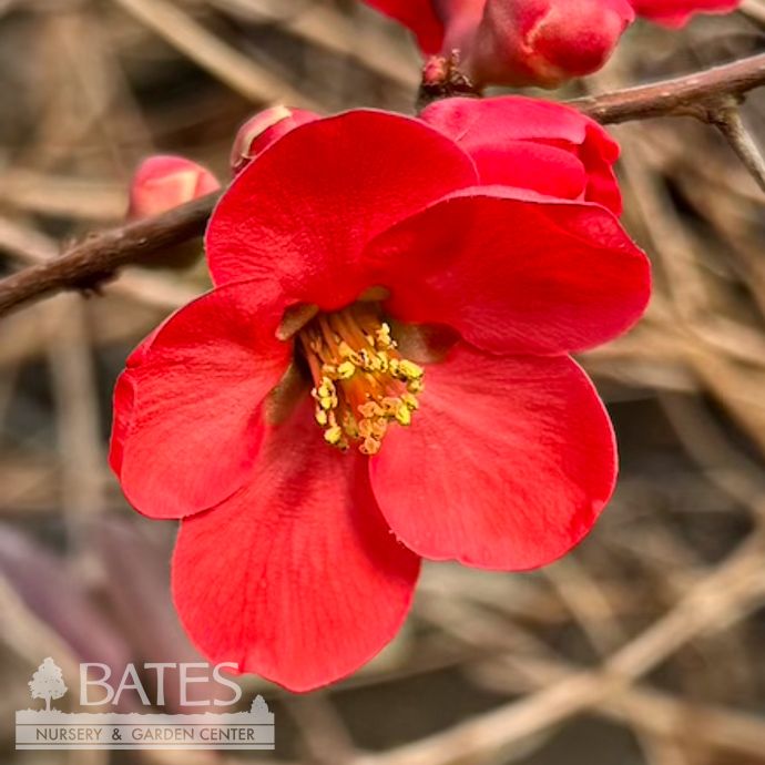 #2 Chaenomeles speciosa Spitfire/ Red Flowering Quince