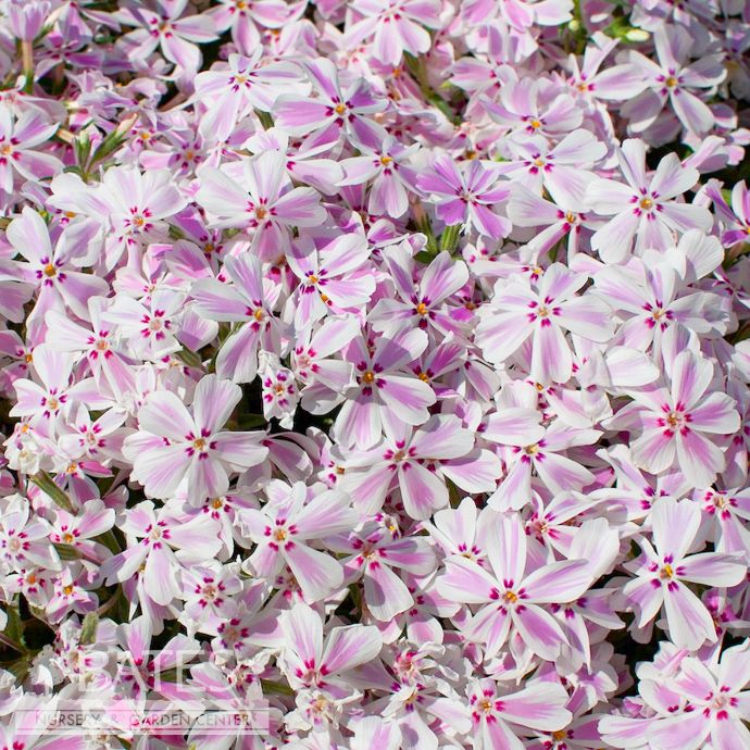 #1 Phlox sub Candy Stripe/ Creeping Native (TN)