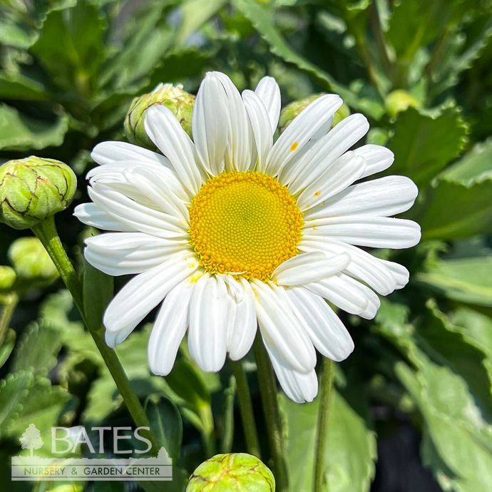 #1 Nipponanthemum nipponicum/ Montauk Daisy