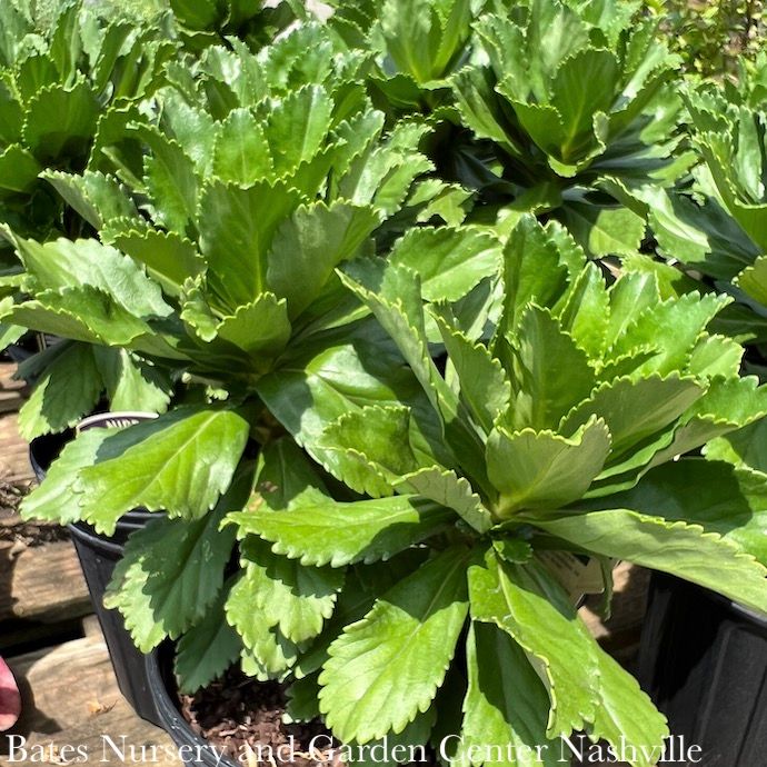 #1 Nipponanthemum nipponicum/ Montauk Daisy