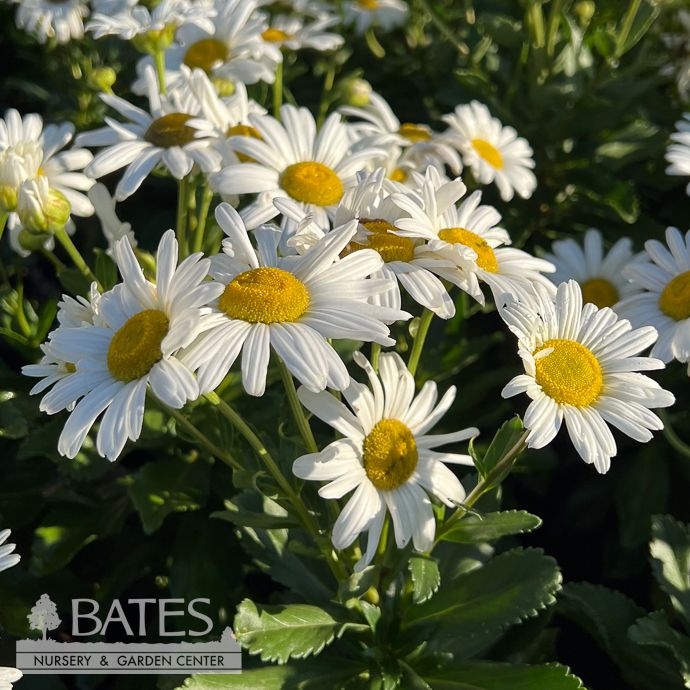 #1 Nipponanthemum nipponicum/ Montauk Daisy