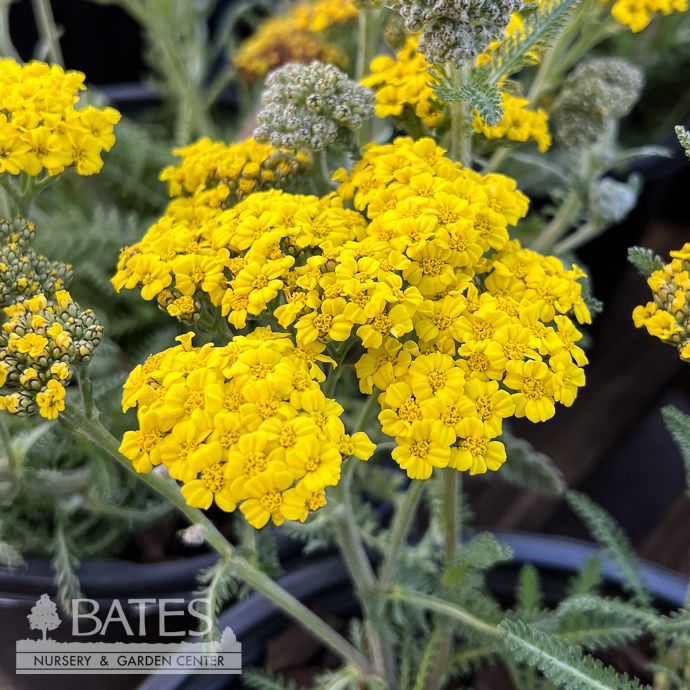 #1 Achillea mill Little Moonshine/ Yellow Yarrow Native (TN)