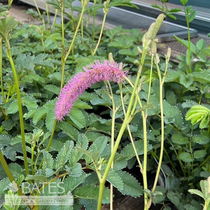 #1 Sanguisorba hakusanensis Lilac Squirrel/ Korean Mountain Burnet