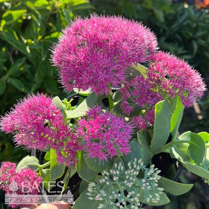 #1 Sedum spectabile Neon/ Pink Stonecrop