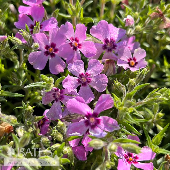 QP Phlox sub Early Spring Purple/ Creeping Native (TN)