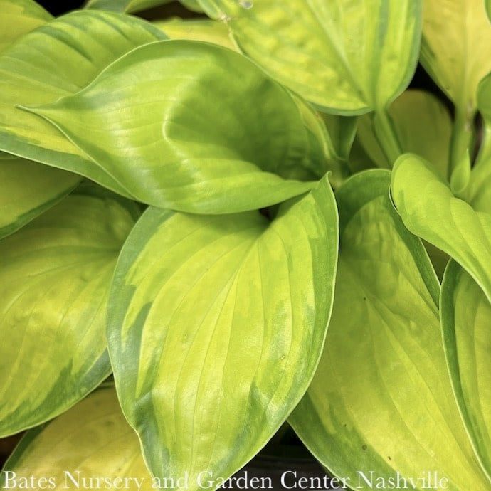 #1 Hosta Stained Glass/ Gold w/ Dark Green Margins