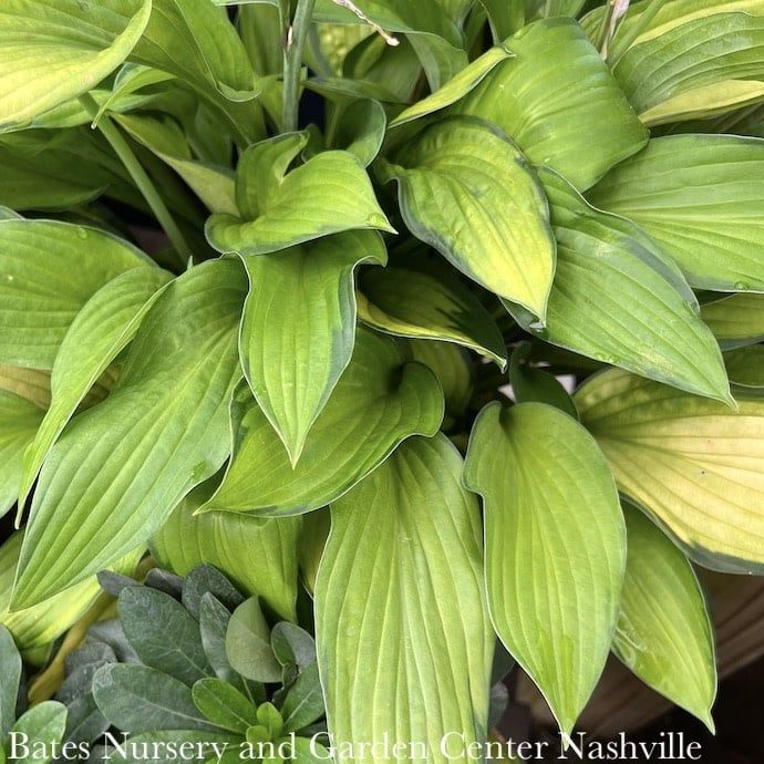 #1 Hosta Gold Standard/ Green to Yellow