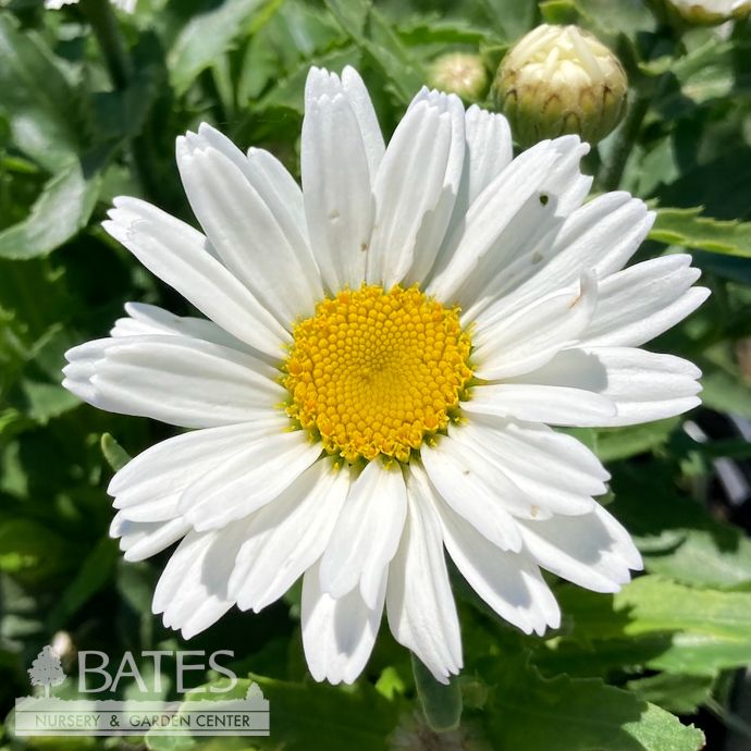 #1 Leucanthemum PW Amazing Daisies 'Daisy May'/ Shasta Daisy