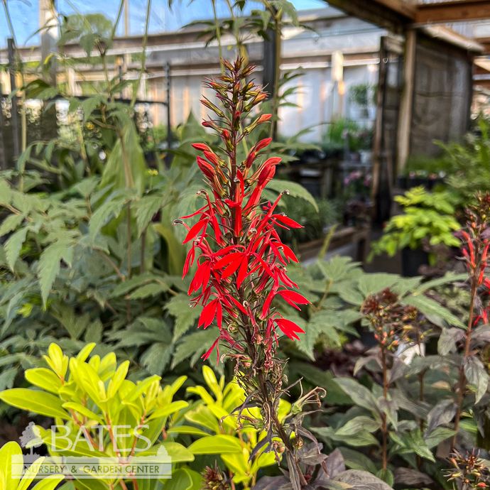 #1 Lobelia card Black Truffle/ Red Cardinal Flower Native (TN)