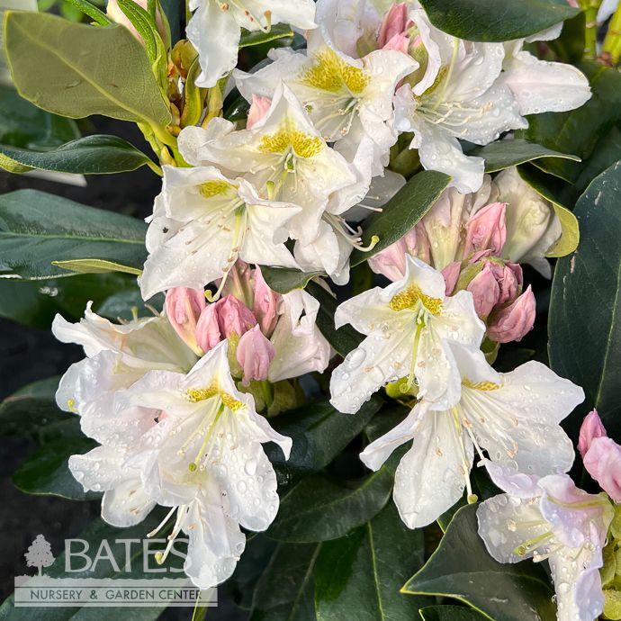 #2 Rhododendron x Cunningham's White - No Warranty