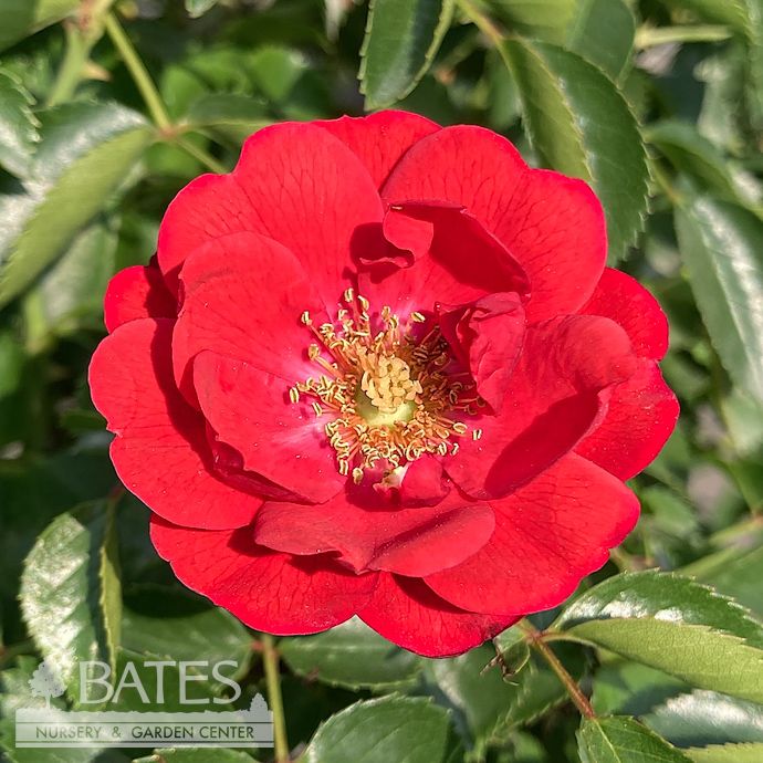 #2 Rosa Flower Carpet 'Scarlet'/ Red Groundcover Rose - No Warranty