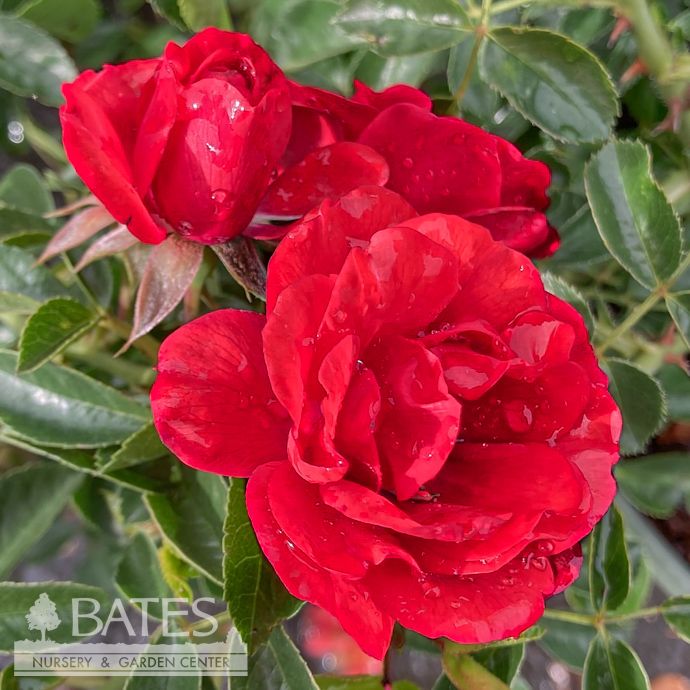 #2 Rosa Flower Carpet 'Scarlet'/ Red Groundcover Rose - No Warranty