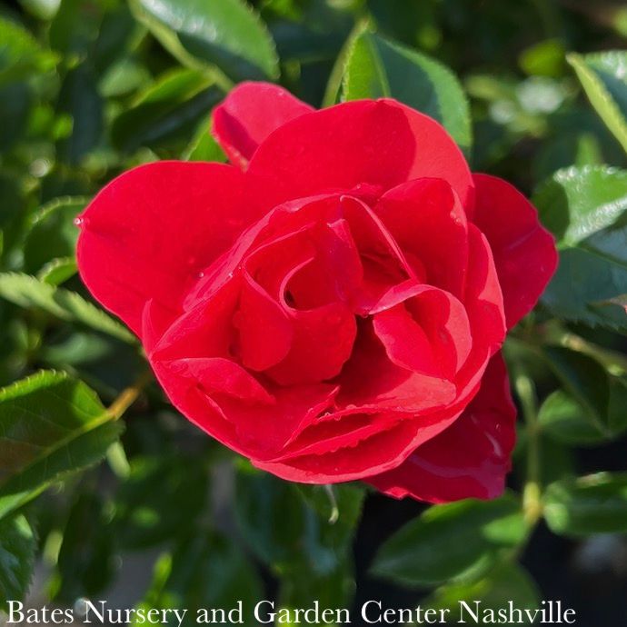 #2 Rosa Flower Carpet 'Scarlet'/ Red Groundcover Rose - No Warranty