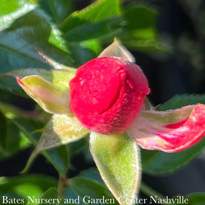 #2 Rosa Flower Carpet 'Scarlet'/ Red Groundcover Rose - No Warranty