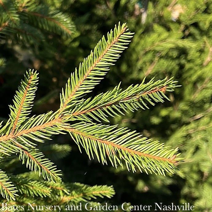 Christmas 7-8' ft Picea abies/ Norway Spruce  - No Warranty - Pickup Only*