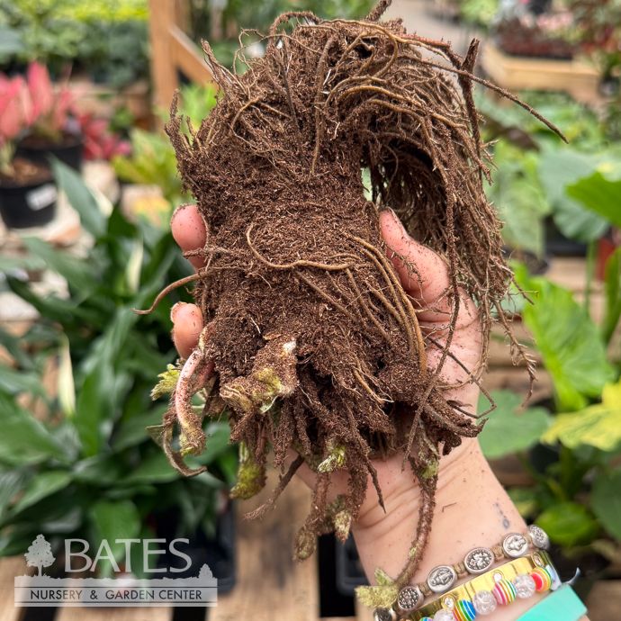 Bulb Strawberry Surecrop June Bearing /Fragaria 10 Roots/pk