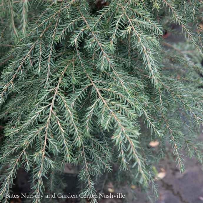6-7' ft Tsuga canadensis/ Eastern, Canadian Hemlock Native (TN) - No Warranty - Pickup Only