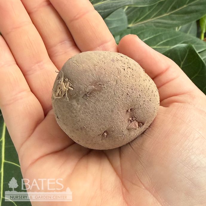 Bulb Potato Dk Red Norland 6/Pk