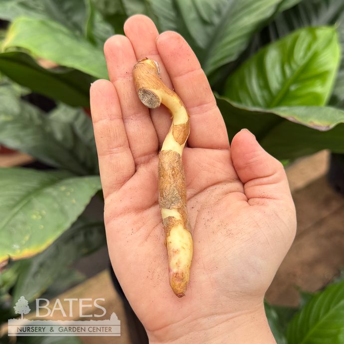 Bulb Gloriosa Rothschildiana/Climbing Lily/ Red w/Yellow Edging 1/Pk