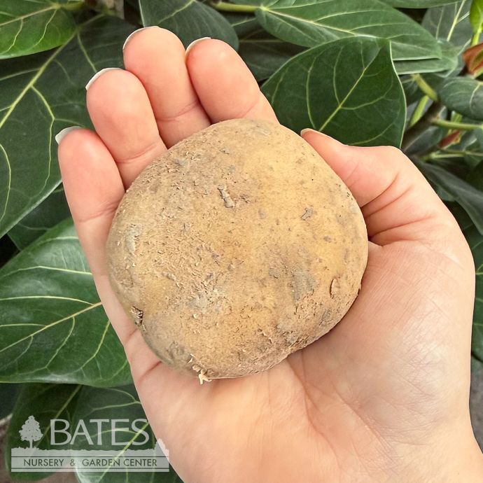 Bulb Potato Cal White 6/pk