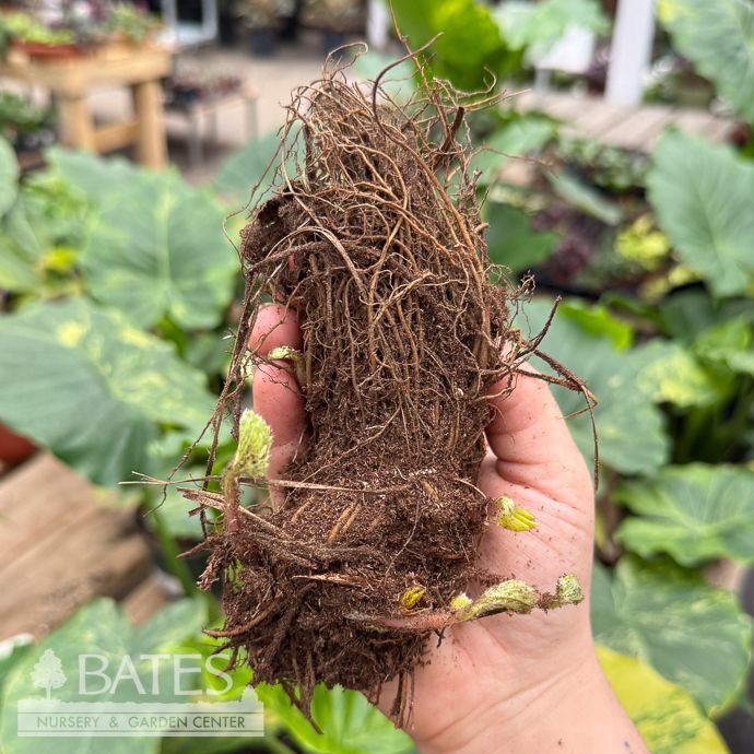 Bulb Strawberry Ozark Beauty Ever Bearing/ Fragaria 10 Roots/pk