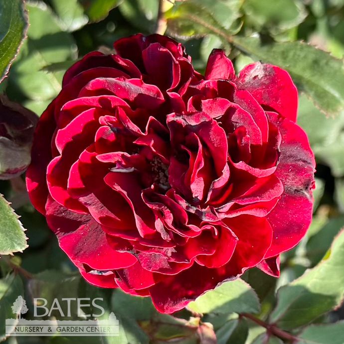 #3 Rosa Don Juan/ Red Climbing Rose - No Warranty