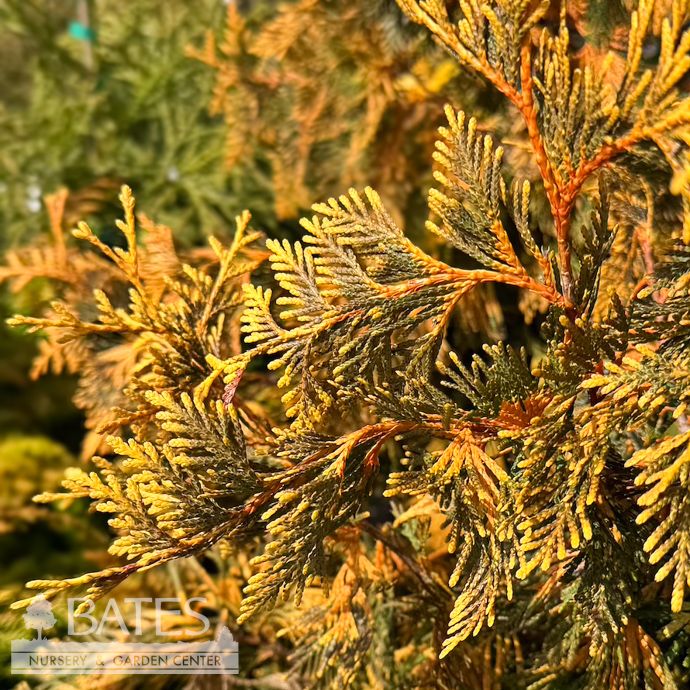 #6 Thuja plicata Lucky Find/ Variegated Arborvitae