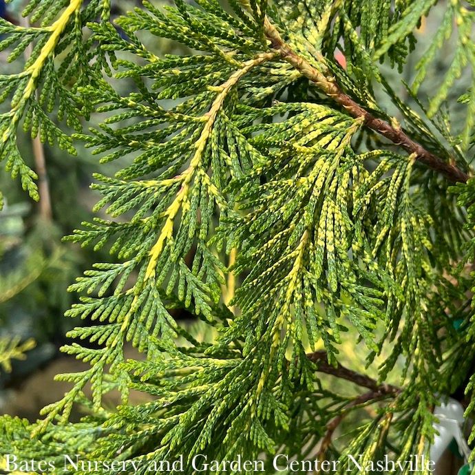 #6 Thuja plicata Lucky Find/ Variegated Arborvitae
