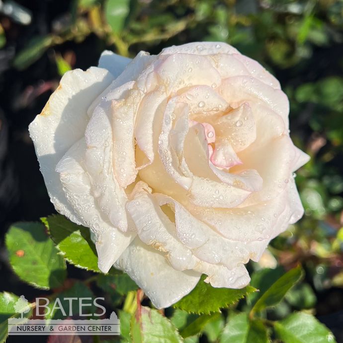 #3 Rosa Moonstone/ White Hybrid Tea Rose - No Warranty