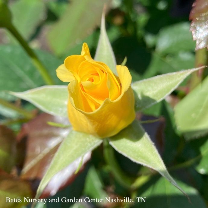 #3 Rosa Sparkle &amp; Shine/ Yellow Floribunda Rose - No Warranty