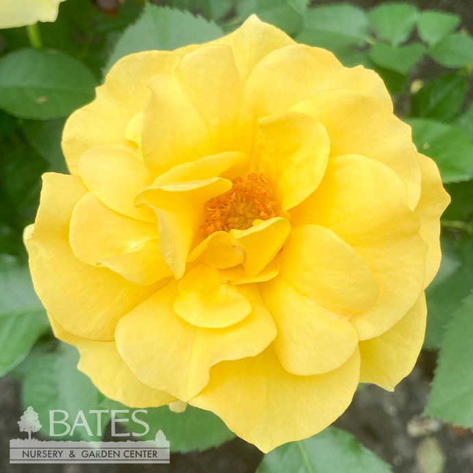 #3 Rosa Sparkle &amp; Shine/ Yellow Floribunda Rose - No Warranty