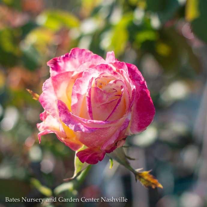 #3 Rosa Double Delight/ Red and Cream Hybrid Tea Rose - No Warranty