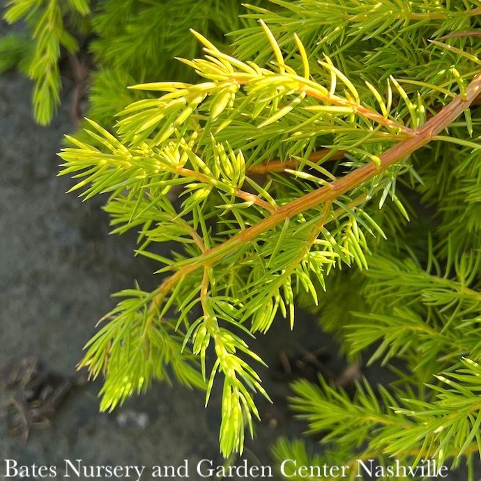 #1 Juniperus con All Gold/ Shore Juniper
