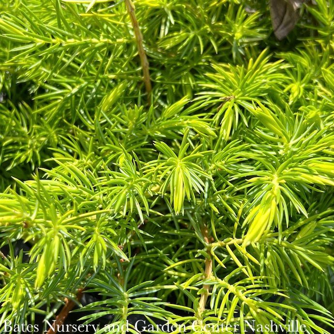 #1 Juniperus con All Gold/ Shore Juniper