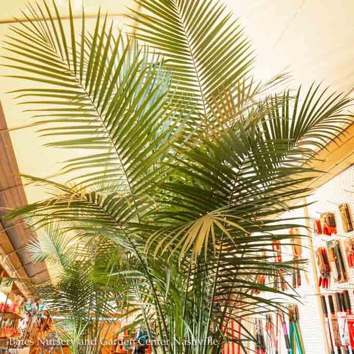 10p! Palm Ravenea rivularis /Majesty Palm Multi /Tropical