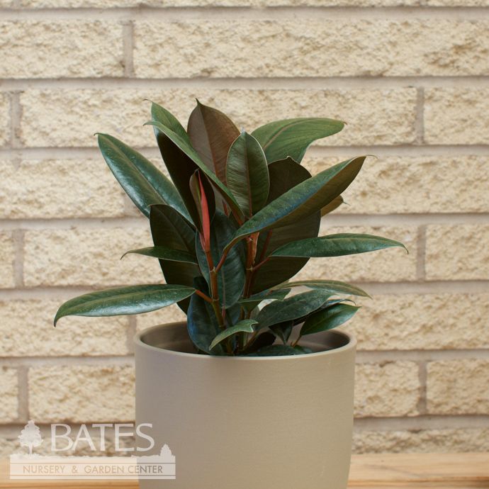 6p! Ficus Burgundy BUSH /RubberTree /Tropical