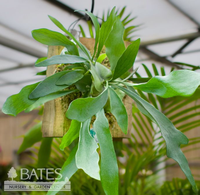 12p! Fern Staghorn Fern on Cedar Plaque /Tropical