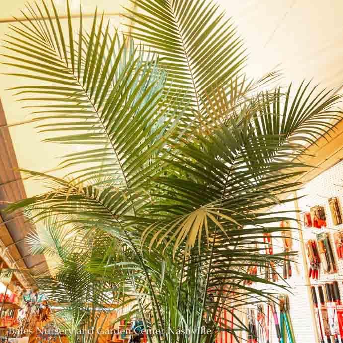 #7/14p! Palm Ravenea rivularis Multi / Majesty Palm /Tropical