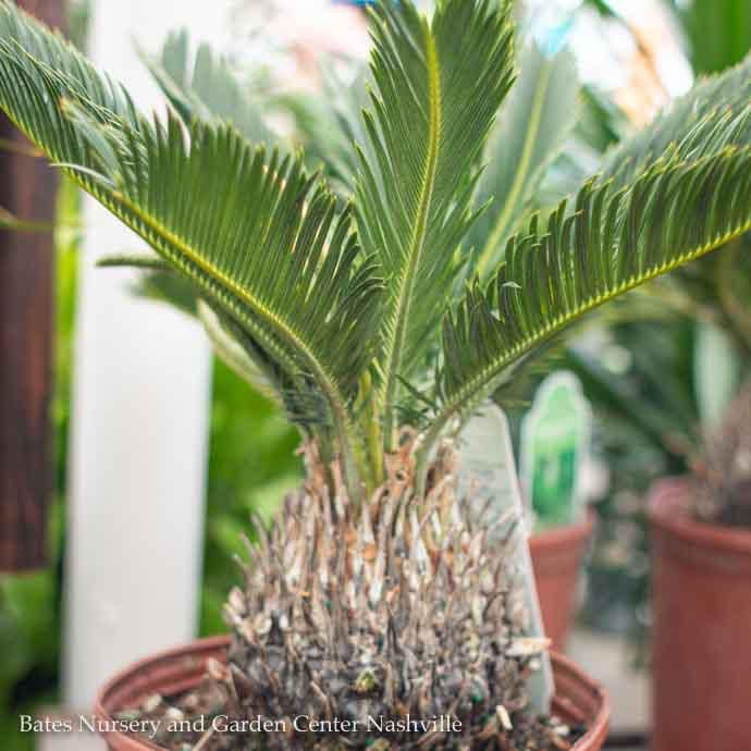 10p! Palm Cycas Revoluta / Sago Palm /Tropical