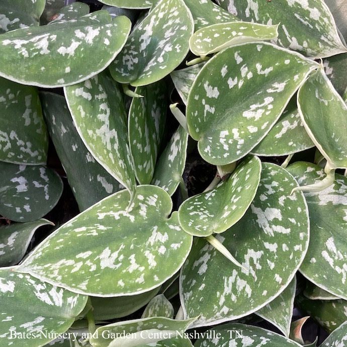 6p! Scindapsus pictus Argyaeus /Satin Pothos  /Tropical