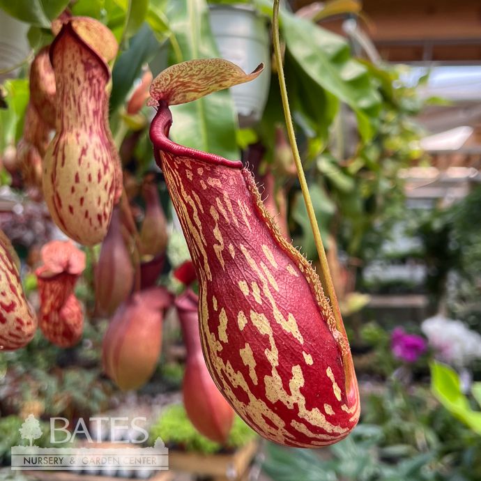 6hb! Carnivorous Nepenthes Gaya /Pitcher Plant /Tropical