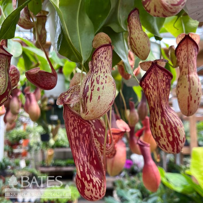 6hb! Carnivorous Nepenthes Gaya /Pitcher Plant /Tropical