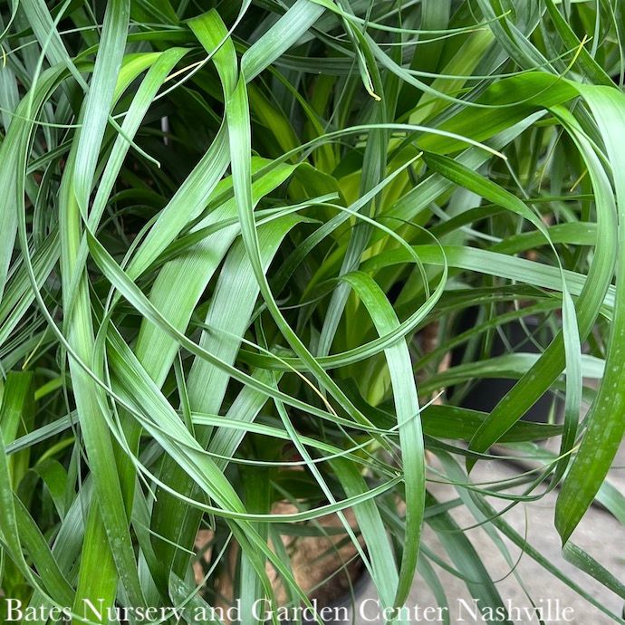 4p! Palm Beaucarnea rec / Ponytail Palm STUMP /Tropical